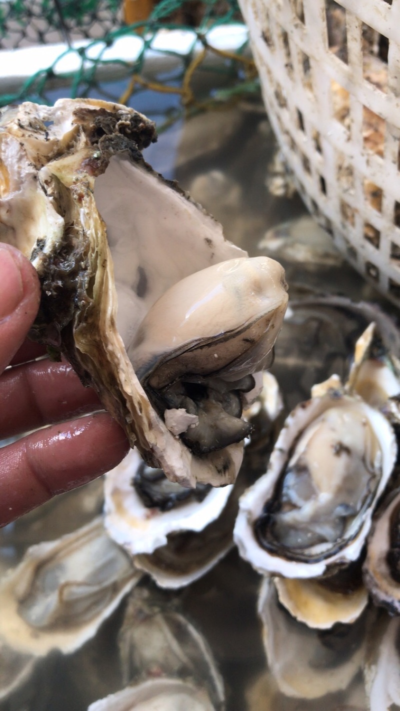 广东生蚝烧烤摊一元生蚝批发一件一百斤220元