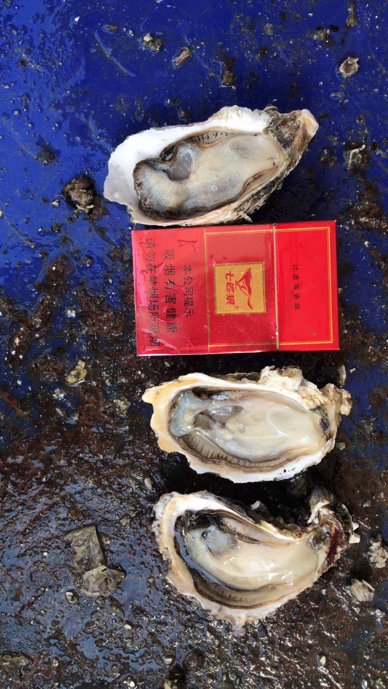 广东生蚝烧烤摊一元生蚝批发一件一百斤220元