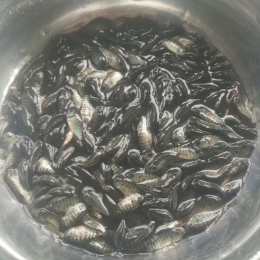 罗非鱼苗