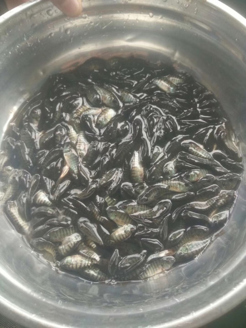 罗非鱼苗