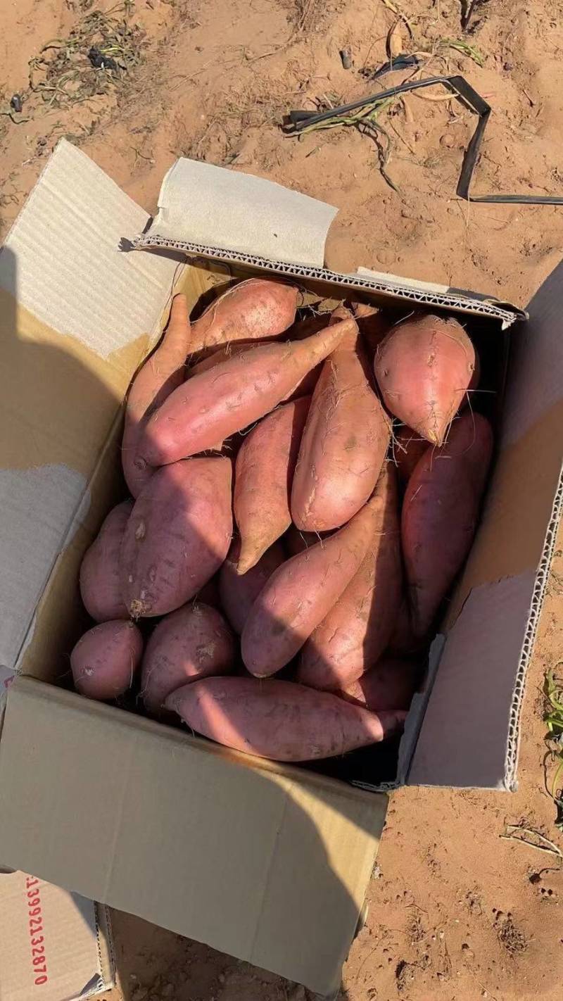 海南当季红薯大量出售