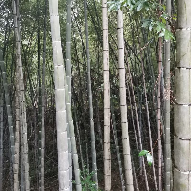 竹，毛竹，楠竹，大毛竹10米起到17米，可按规格生产