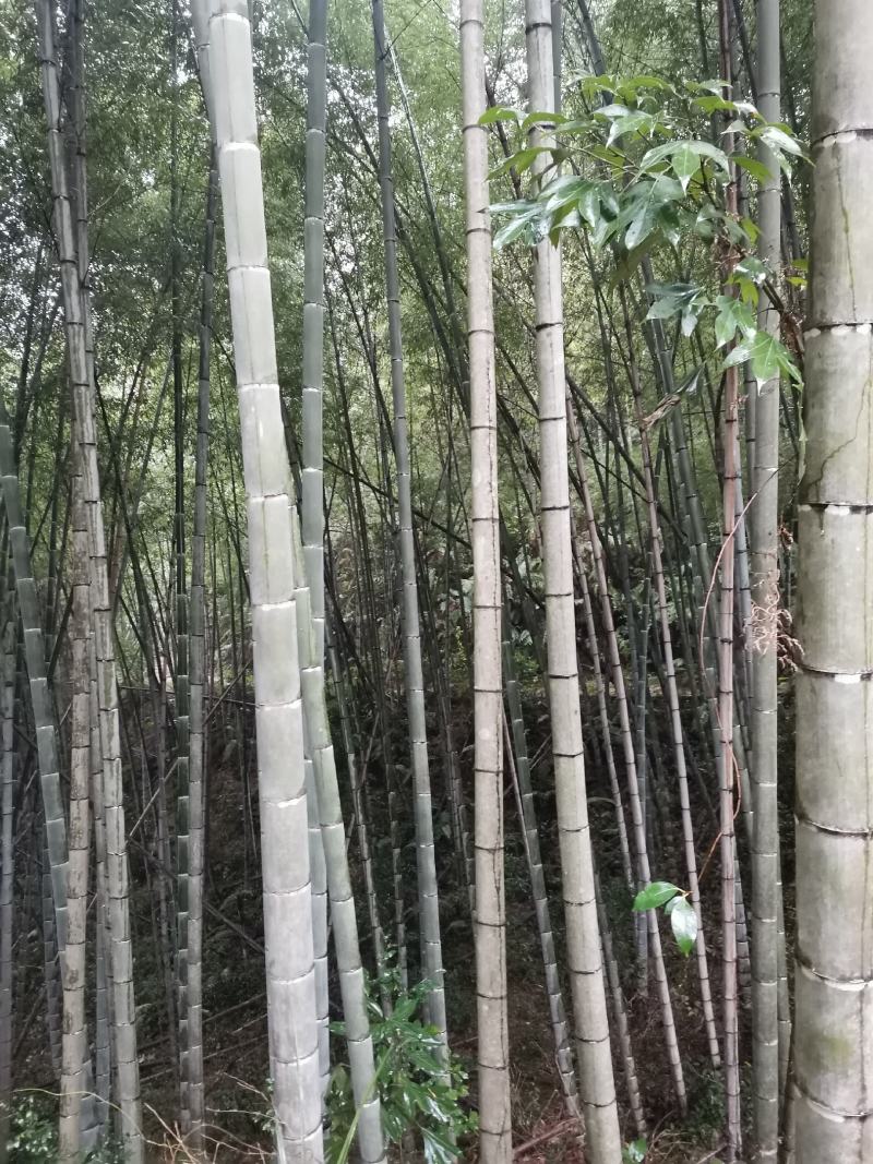 竹，毛竹，楠竹，大毛竹10米起到17米，可按规格生产