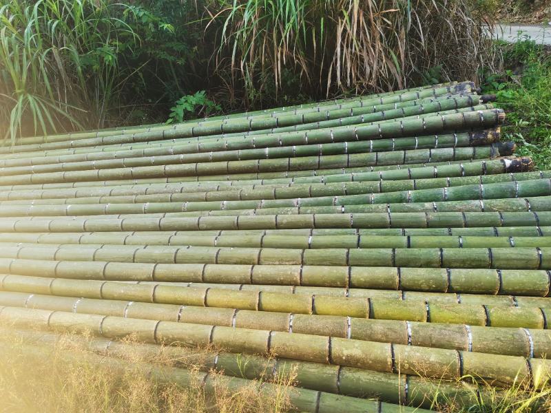 竹，毛竹，楠竹，大毛竹10米起到17米，可按规格生产