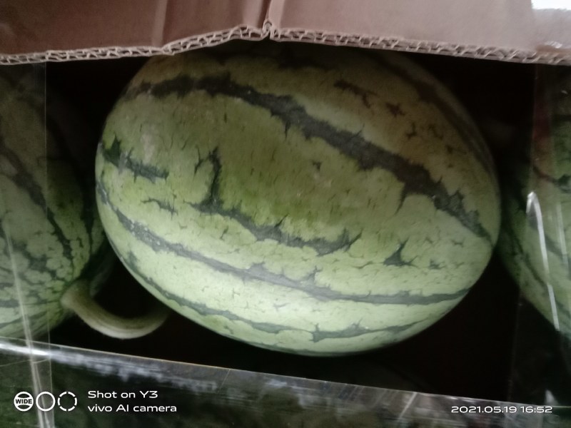 【推荐】湖北早春红玉湖北西瓜大量有货欢迎咨询