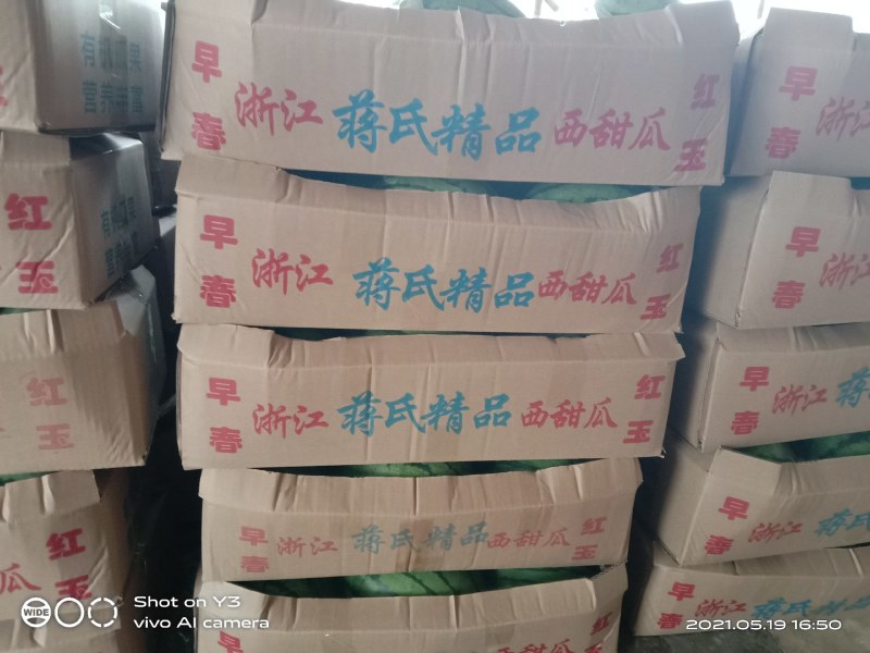 【推荐】湖北早春红玉湖北西瓜大量有货欢迎咨询
