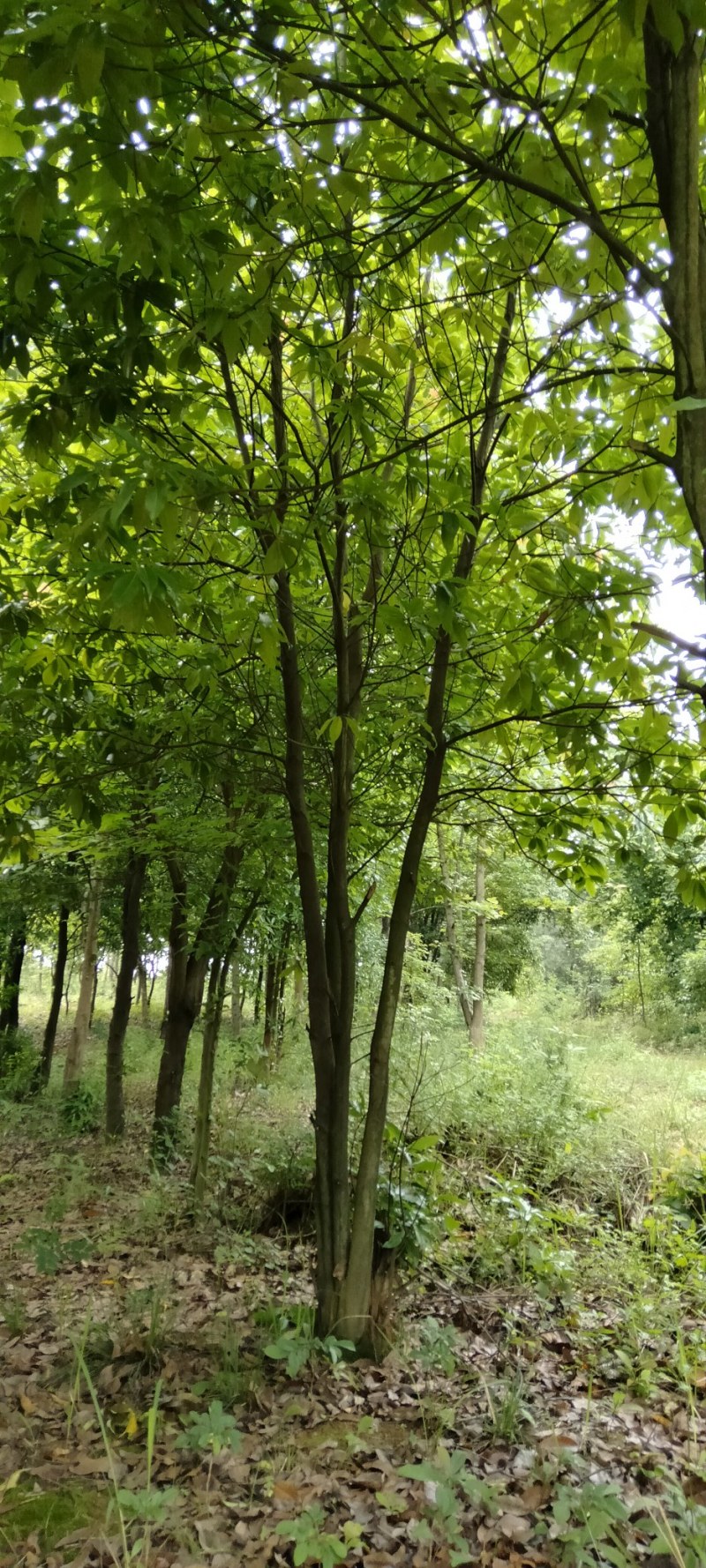 丛生木荷江西丛生木荷大量供应