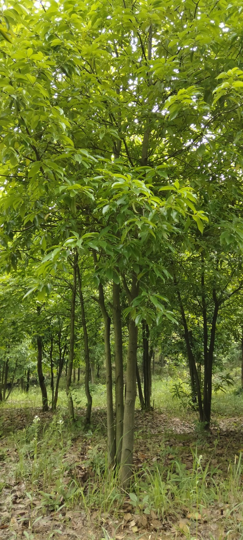 丛生木荷江西丛生木荷大量供应