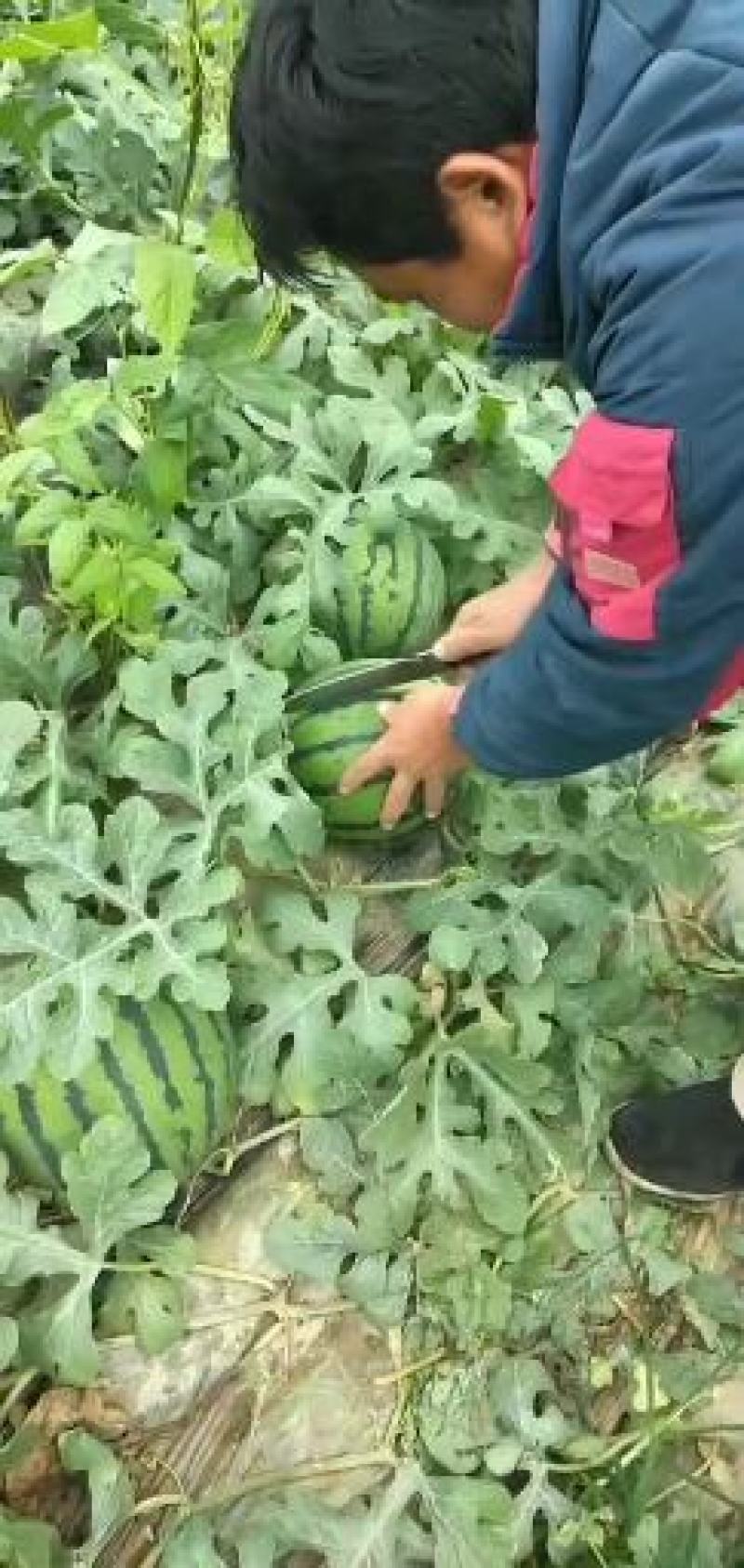万亩大棚甜王西瓜大量上市熟度高皮毛漂亮甜度高八到十五六斤