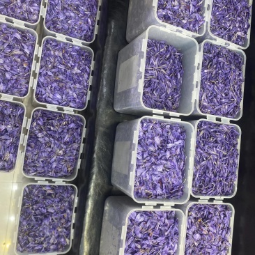 藏红花种球低价出售包质量量大优惠