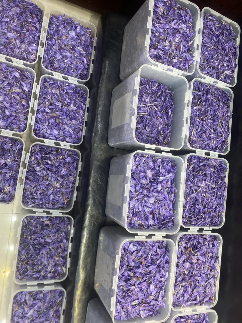 藏红花种球低价出售包质量量大优惠