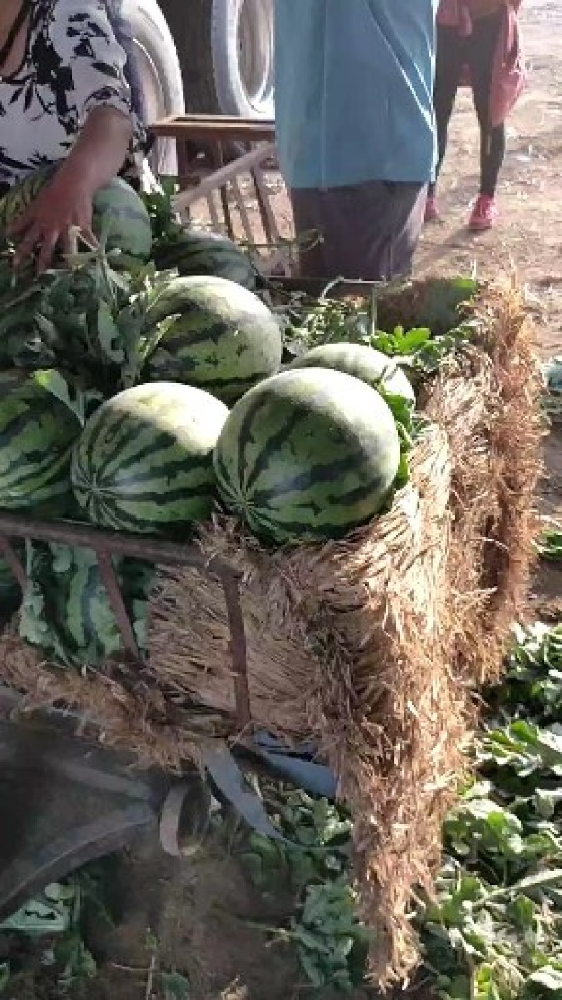 西瓜产地直供*地头价格*品质保证*代发各地商超市场