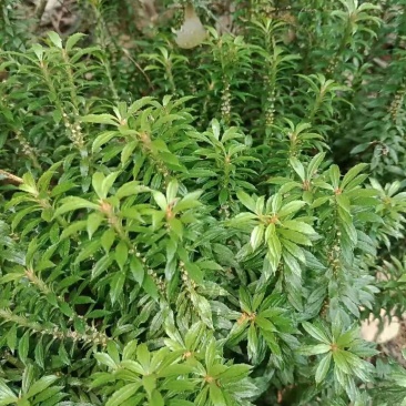 干鲜千层塔，要求泥土干净，无杂质。