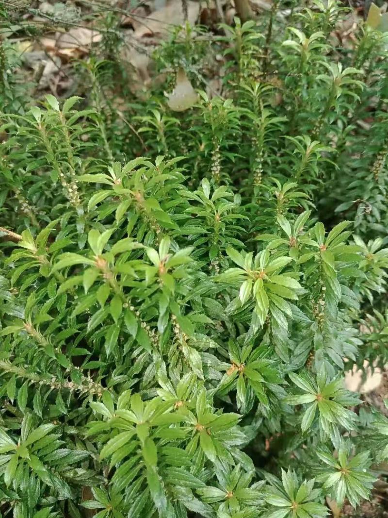 干鲜千层塔，要求泥土干净，无杂质。