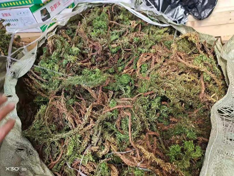 干鲜千层塔，要求泥土干净，无杂质。