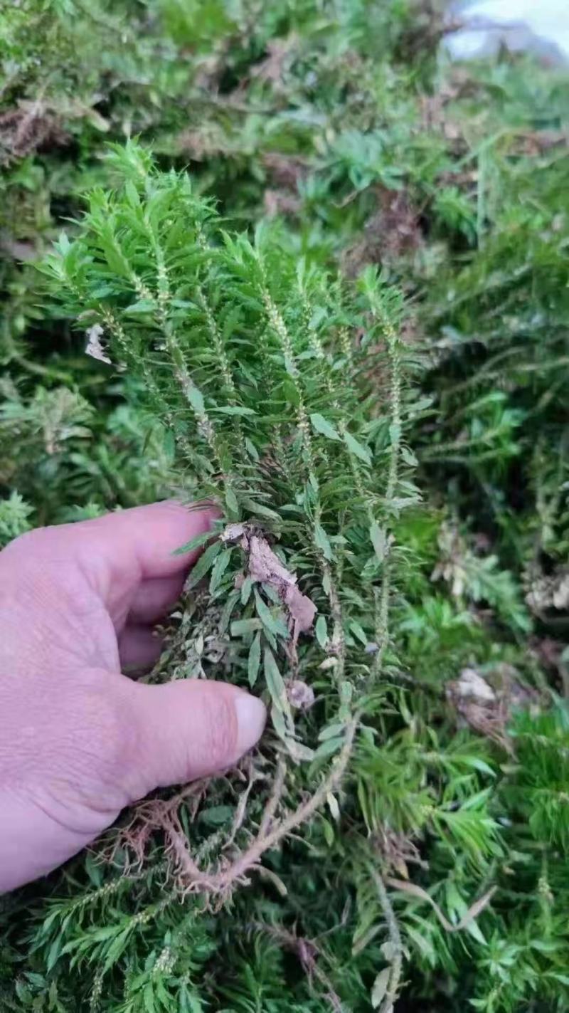 干鲜千层塔，要求泥土干净，无杂质。