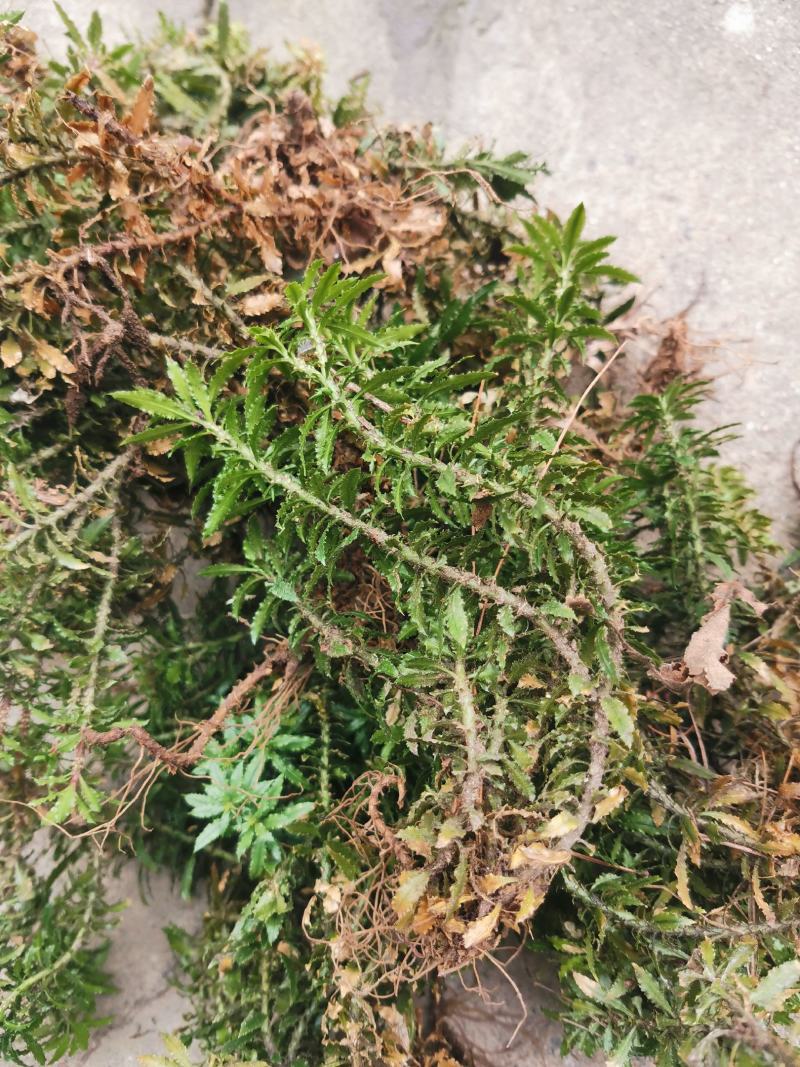 干鲜千层塔，要求泥土干净，无杂质。