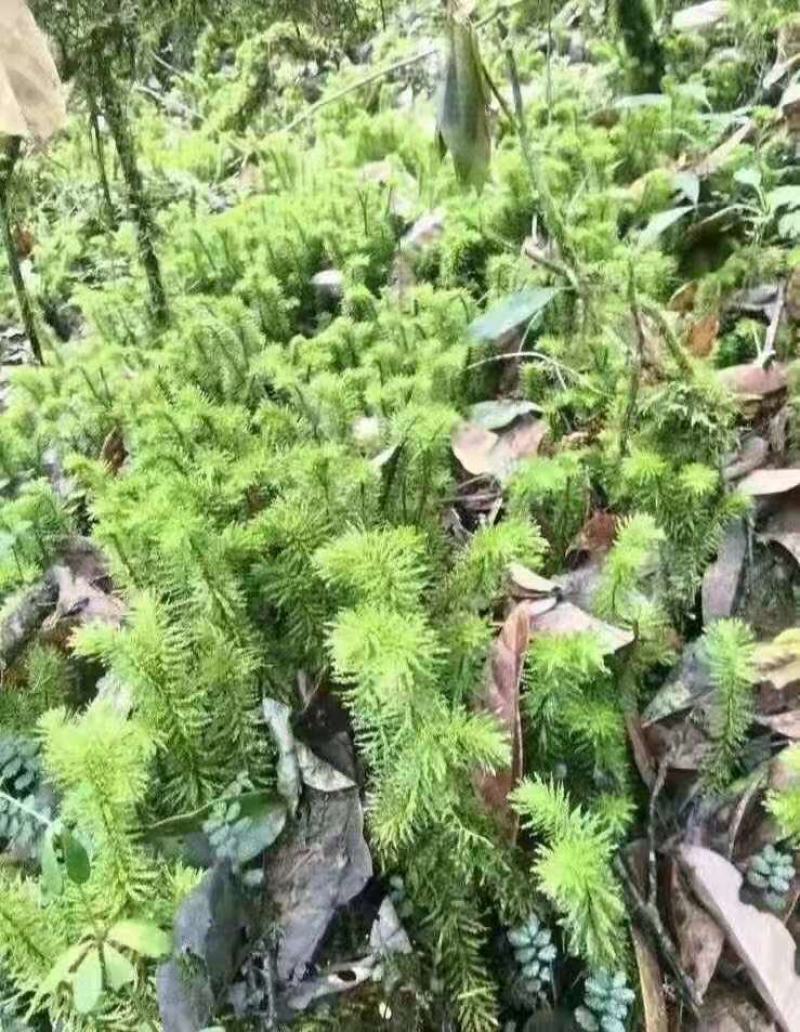 干鲜千层塔，要求泥土干净，无杂质。