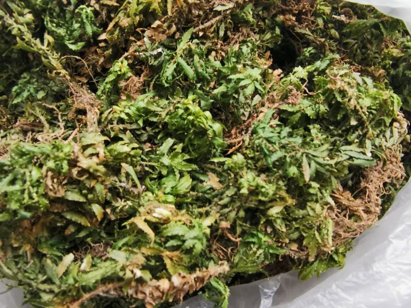 干鲜千层塔，要求泥土干净，无杂质。