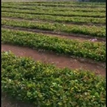 油茶苗，油茶小苗，白花油茶苗，优质产品。