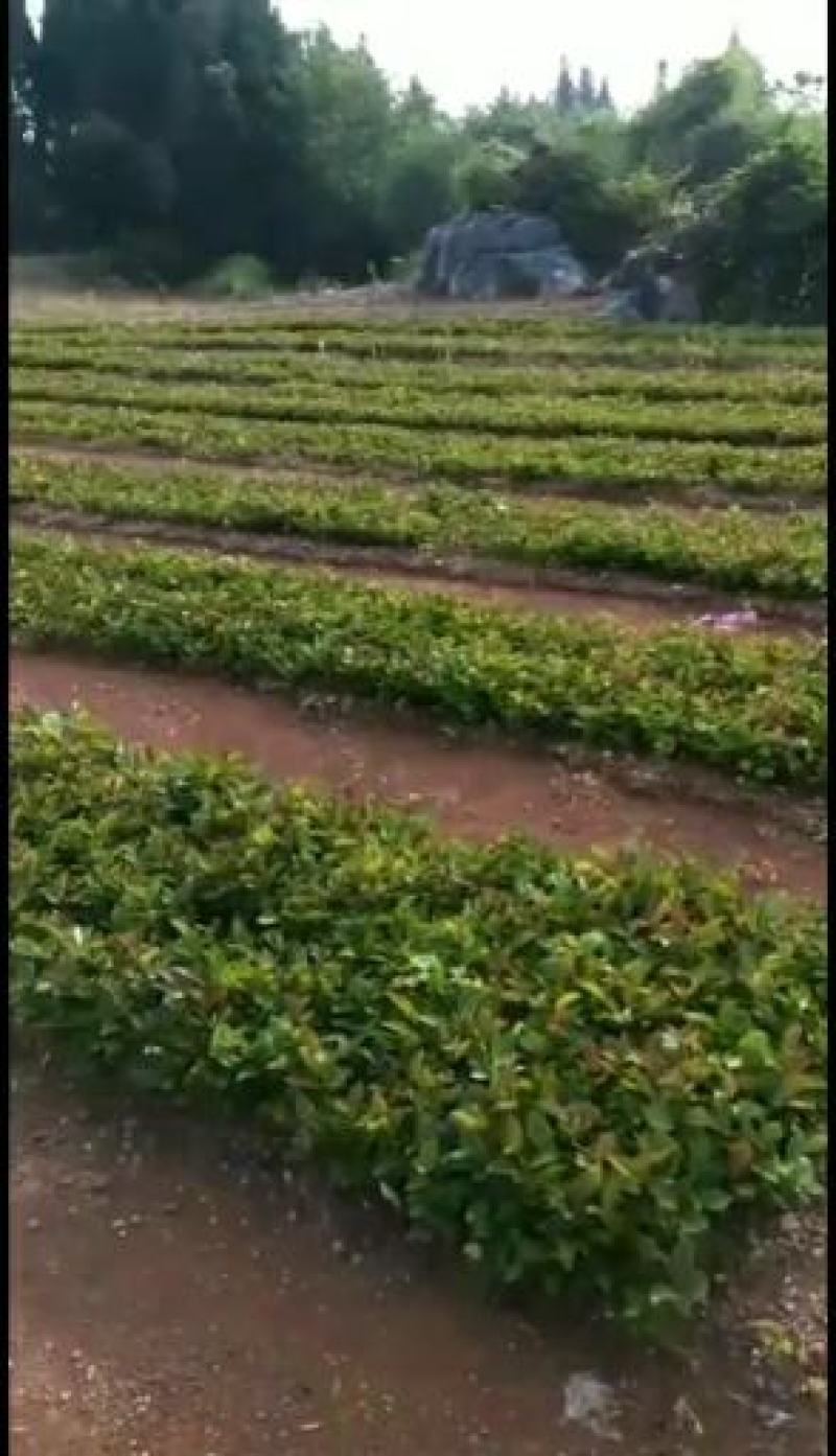 油茶苗，油茶小苗，白花油茶苗，优质产品。