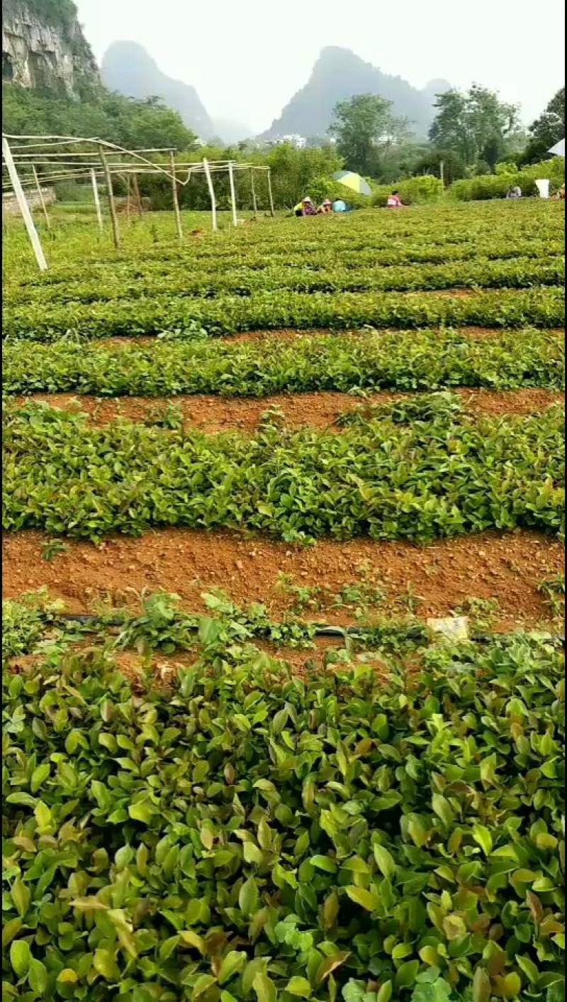 油茶苗，油茶小苗，白花油茶苗，优质产品。
