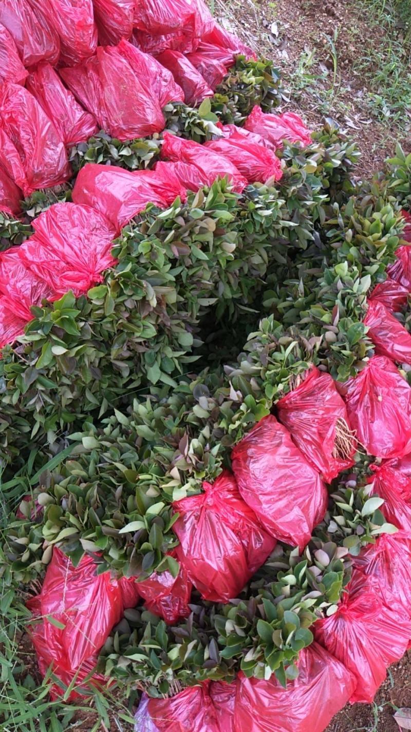 油茶苗，油茶小苗，白花油茶苗，优质产品。