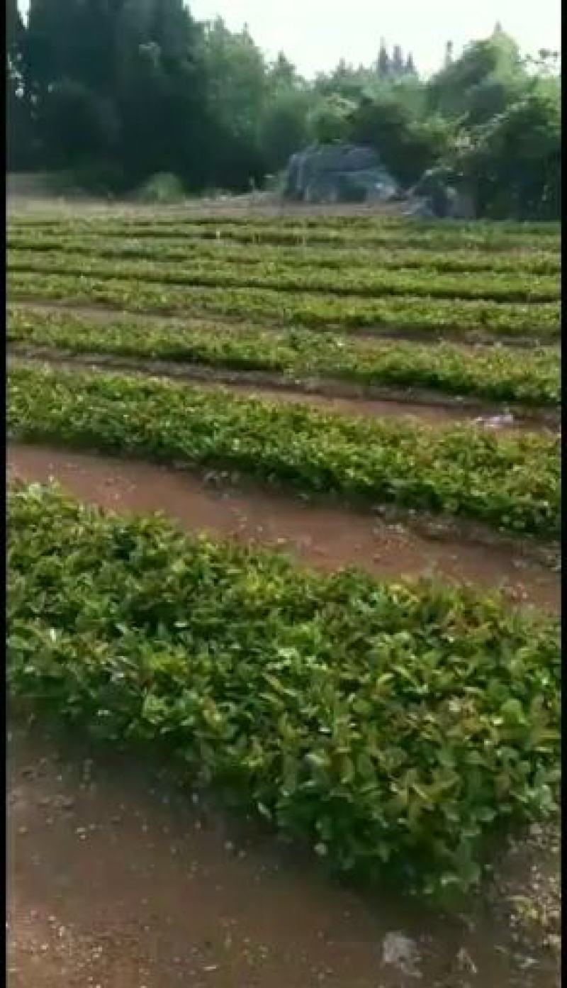 油茶苗，油茶小苗，白花油茶苗，优质产品。