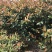 红叶石楠毛球袋苗高度150-220厘米冠幅100-120