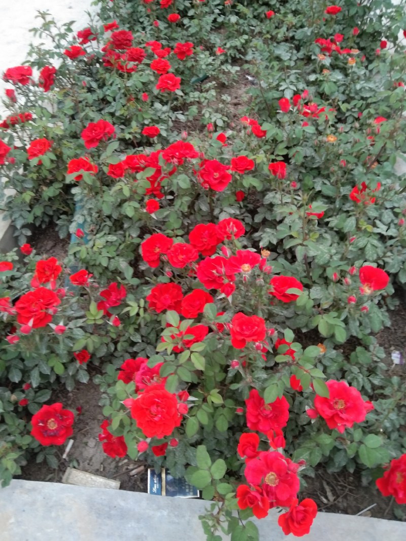 丰花月季