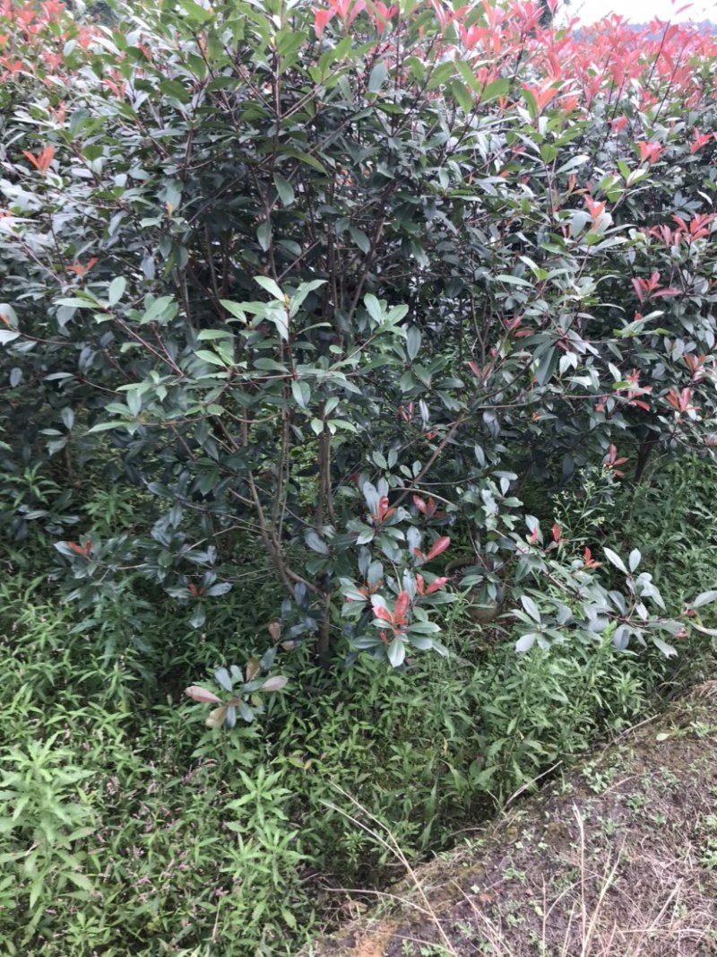 红叶石楠绿篱袋苗，高度180-220厘米，价格面议详谈。