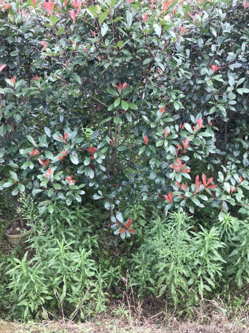 红叶石楠绿篱袋苗，高度180-220厘米，价格面议详谈。