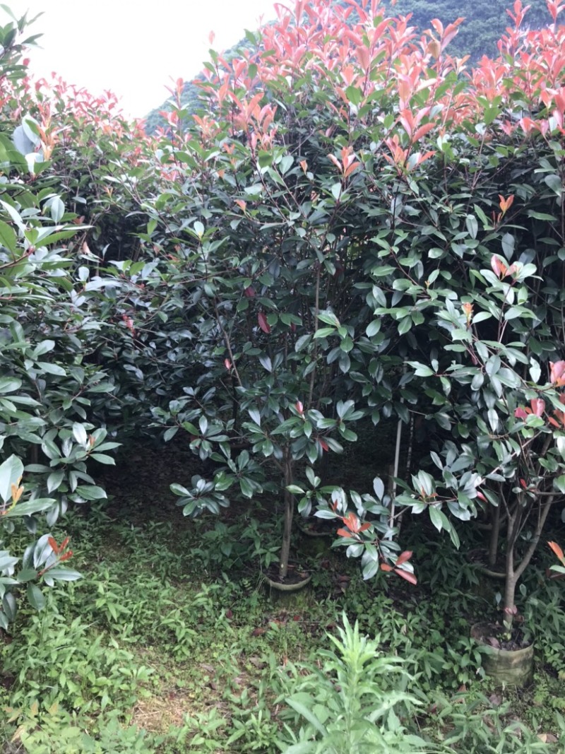 红叶石楠绿篱袋苗，高度180-220厘米，价格面议详谈。
