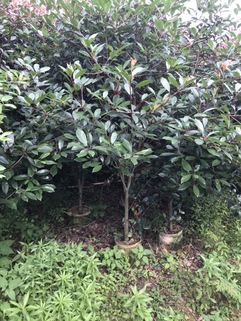 红叶石楠绿篱袋苗，高度180-220厘米，价格面议详谈。