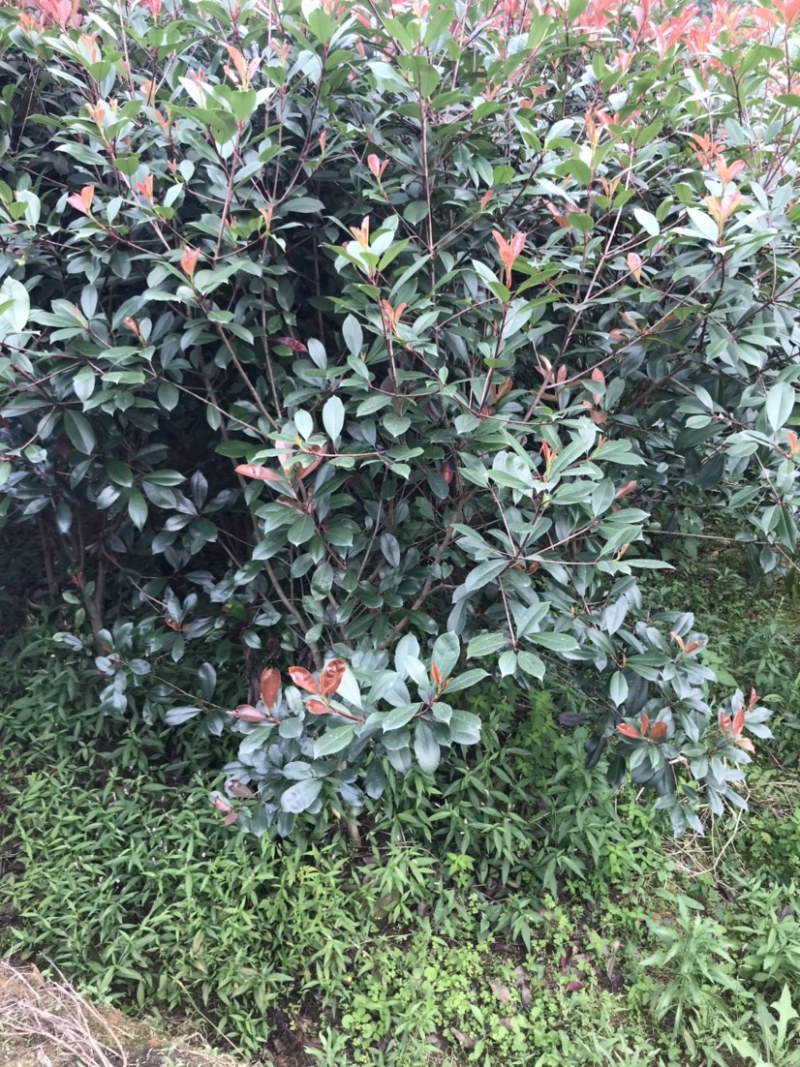 红叶石楠绿篱袋苗，高度180-220厘米，价格面议详谈。
