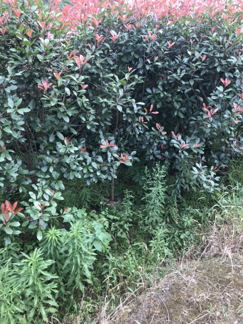 红叶石楠绿篱袋苗，高度180-220厘米，价格面议详谈。