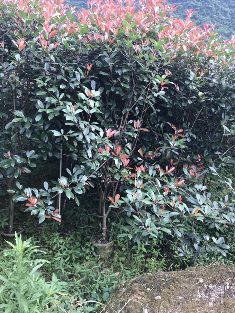 红叶石楠绿篱袋苗，高度180-220厘米，价格面议详谈。
