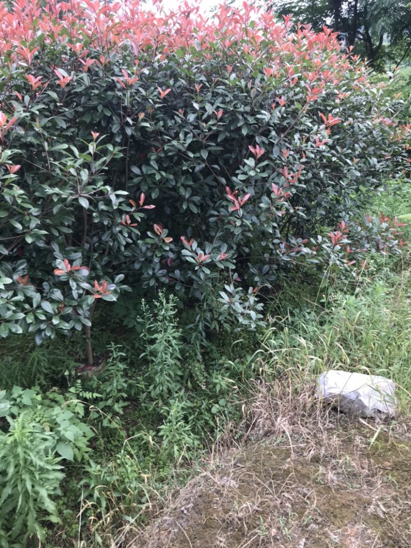 红叶石楠绿篱袋苗，高度180-220厘米，价格面议详谈。