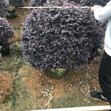 红继木球袋苗精品球，一米大球，价格面议详谈
