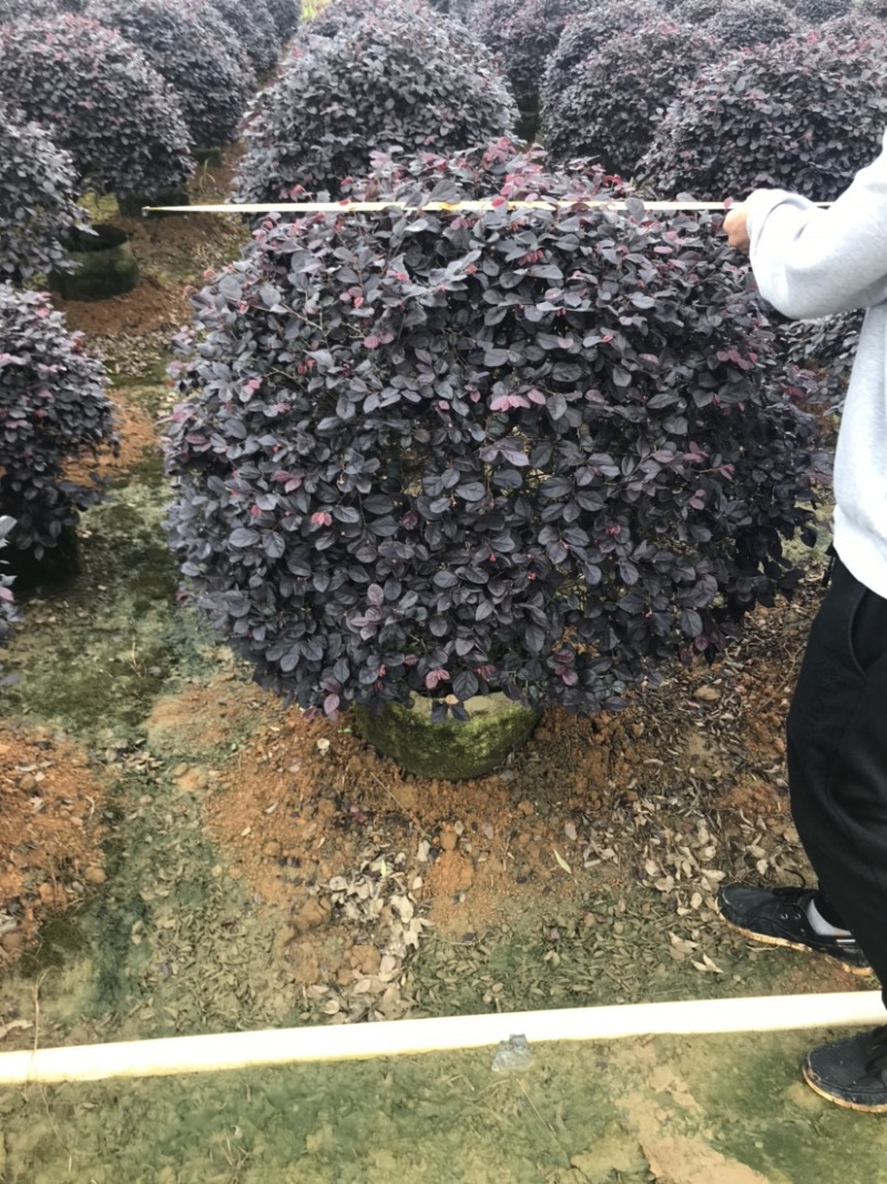 红继木球袋苗精品球，一米大球，价格面议详谈