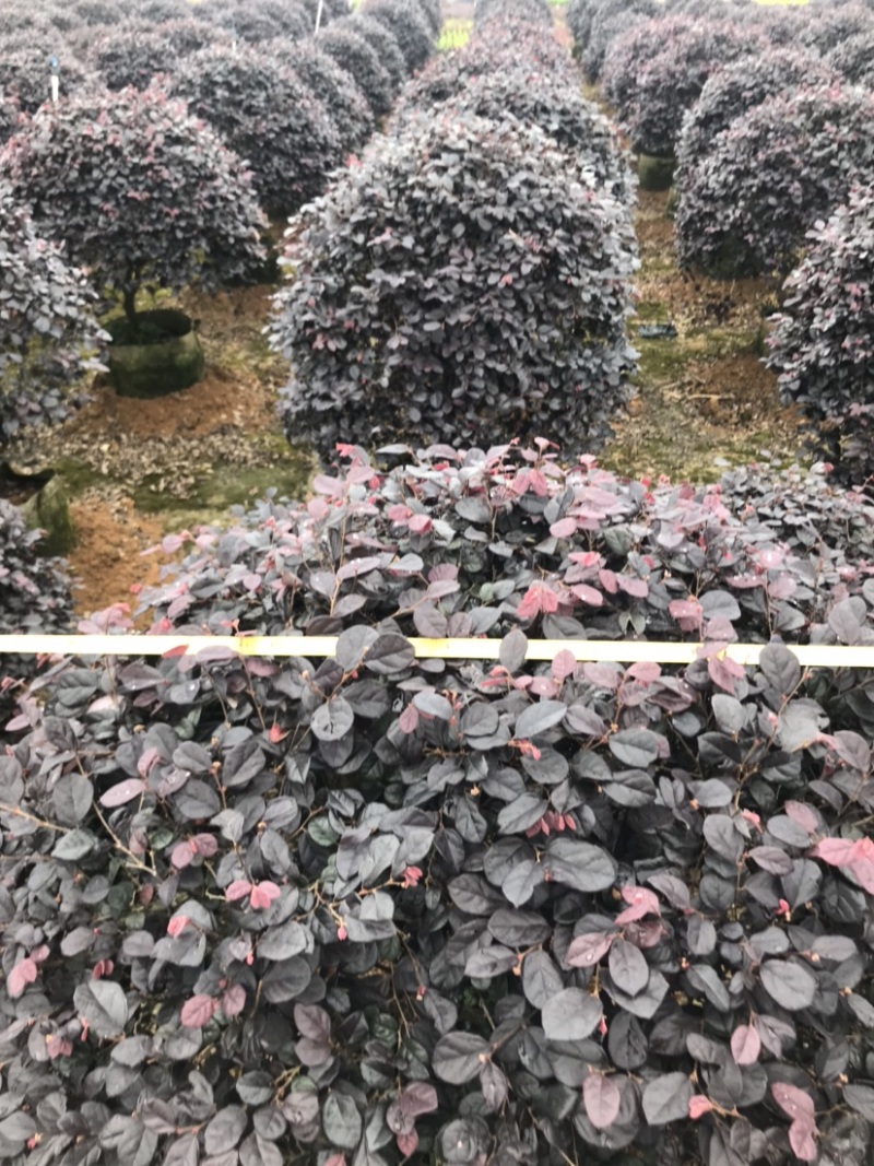 红继木球袋苗精品球，一米大球，价格面议详谈