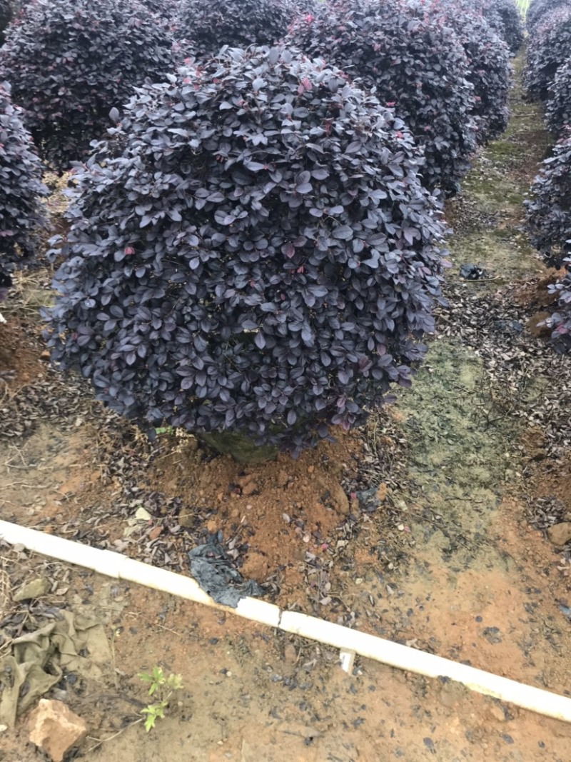 红继木球袋苗精品球，一米大球，价格面议详谈