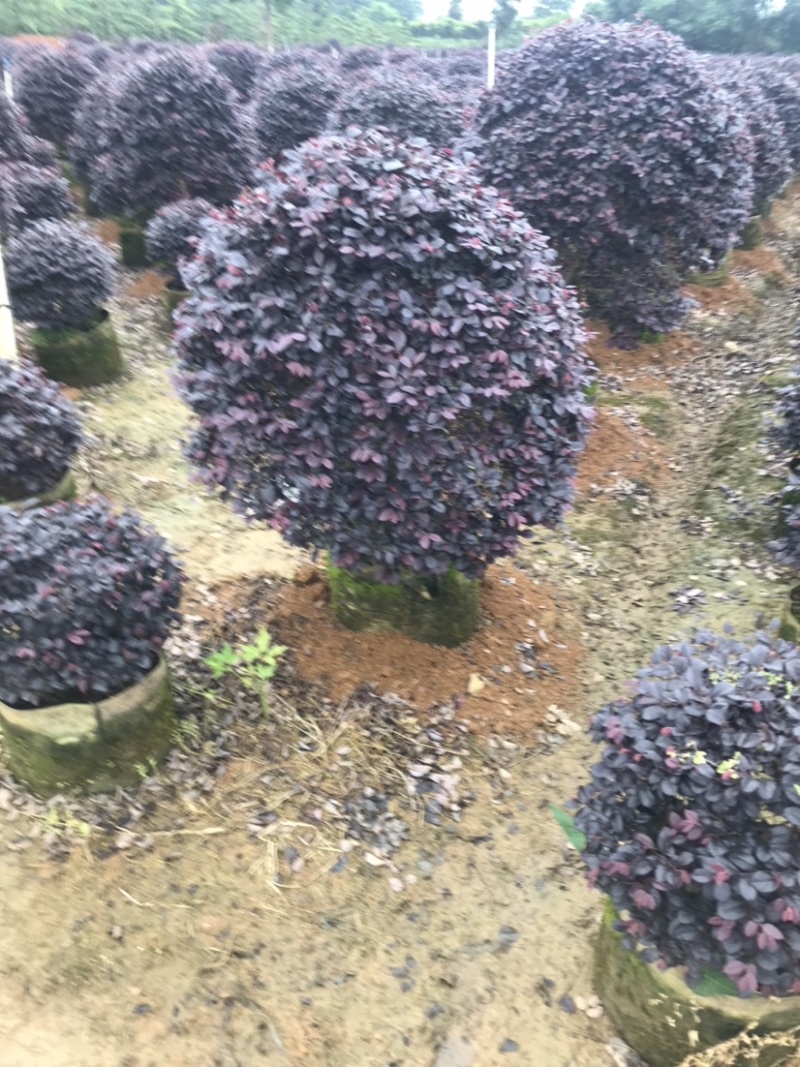 红继木球袋苗精品球，一米大球，价格面议详谈