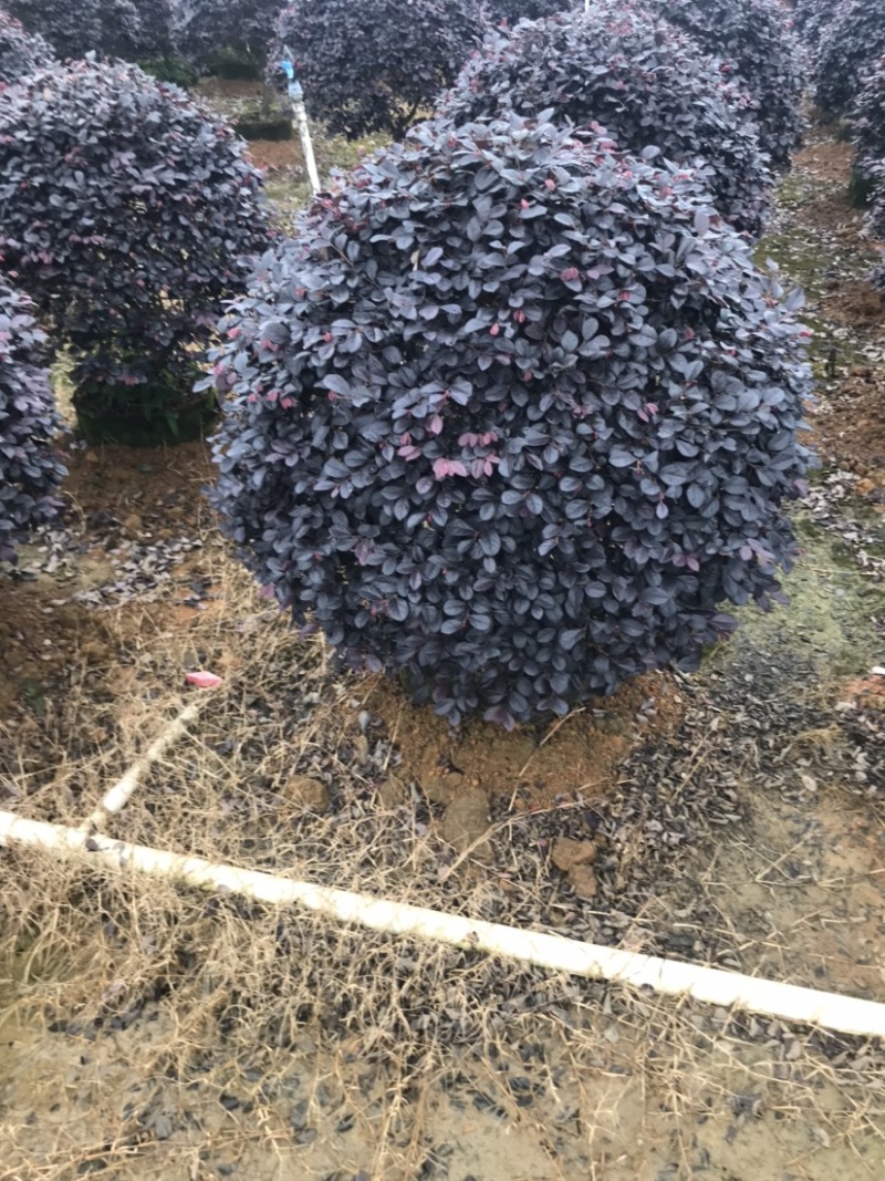 红继木球袋苗精品球，一米大球，价格面议详谈