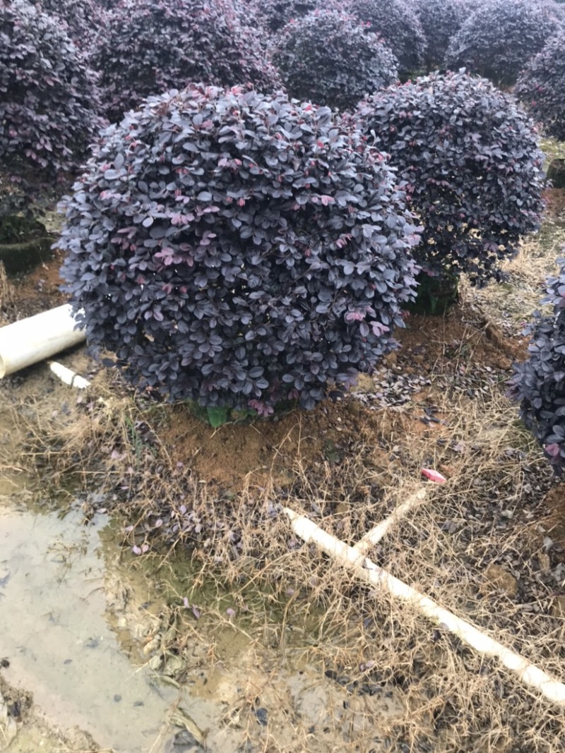 红继木球袋苗精品球，一米大球，价格面议详谈