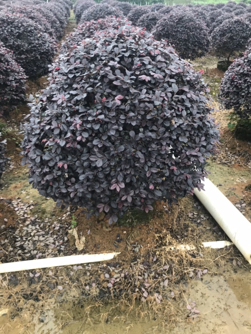 红继木球袋苗精品球，一米大球，价格面议详谈