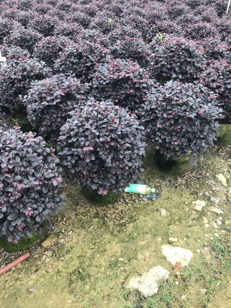 红继木球精品球50-60厘米袋苗，价格面议详谈。