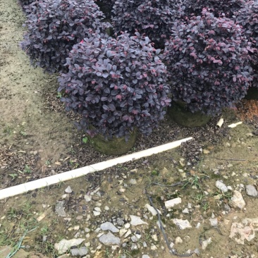 红继木球精品球50-60厘米袋苗，价格面议详谈。