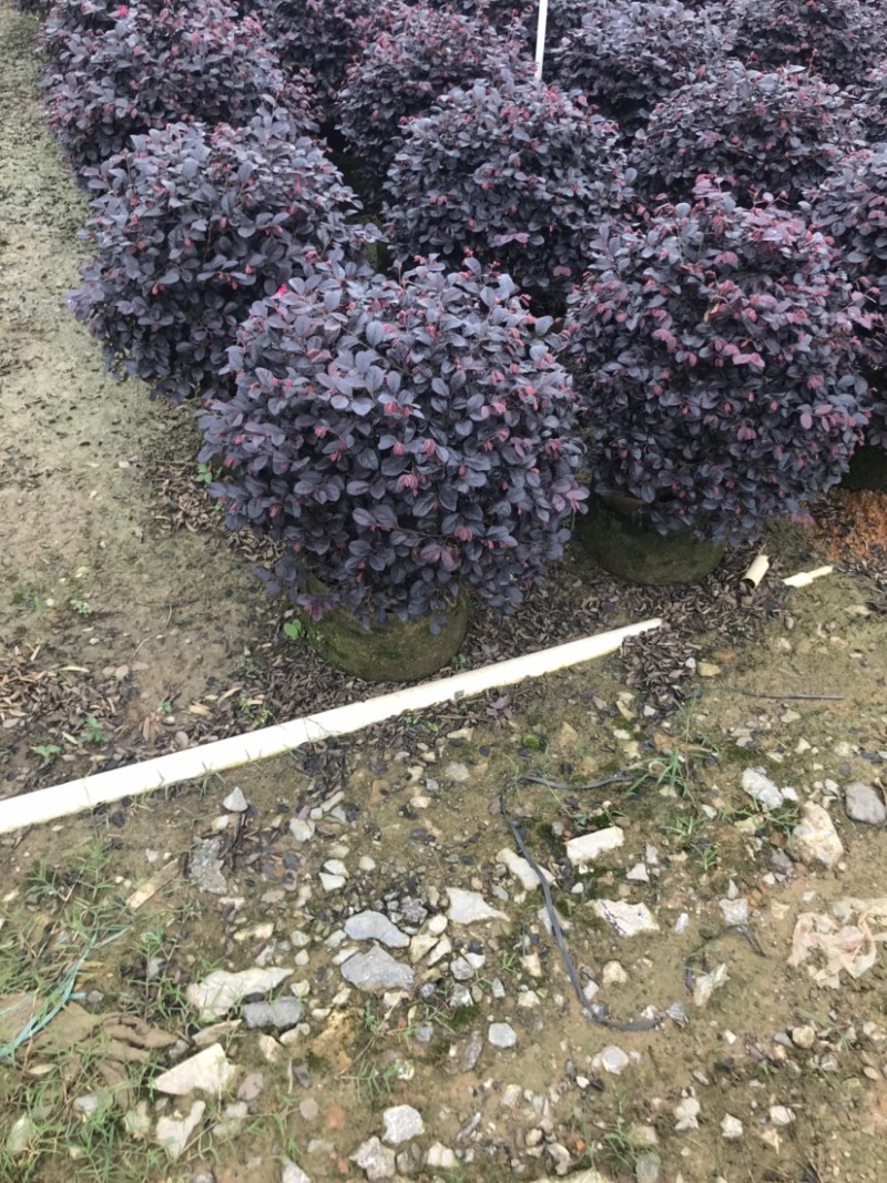 红继木球精品球50-60厘米袋苗，价格面议详谈。