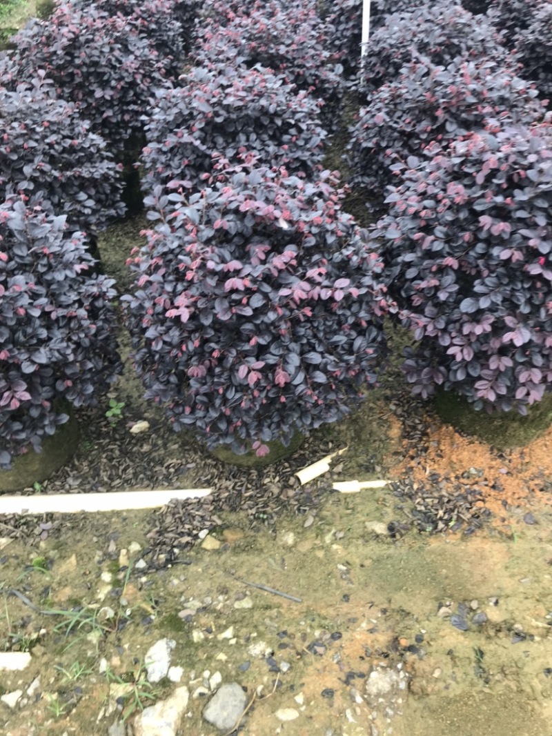 红继木球精品球50-60厘米袋苗，价格面议详谈。